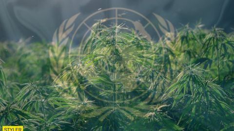 ООН виключила канабіс зі списку небезпечних наркотиків: голос України став вирішальним