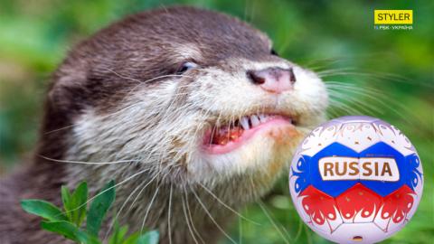 Животное-оракул предсказало победителя финала ЧМ-2018