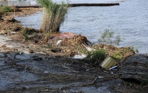 На пляжах Одеси помітили плями, схожі на нафтові, та знаходять загиблих птахів