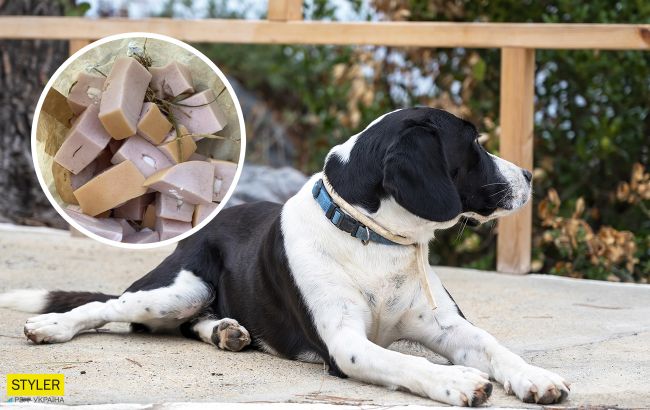 У Києві розкидають ковбасу з отрутою: бережіть домашніх улюбленців!