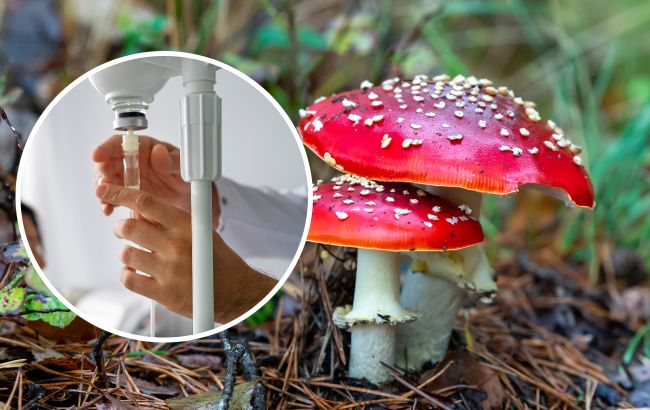 Під Дніпром чоловіки їли мухомори, щоб "вилікуватись", але потрапили до реанімації: деталі