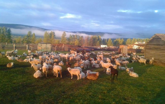 В российской Сибири раздают баранов семьям мобилизованных