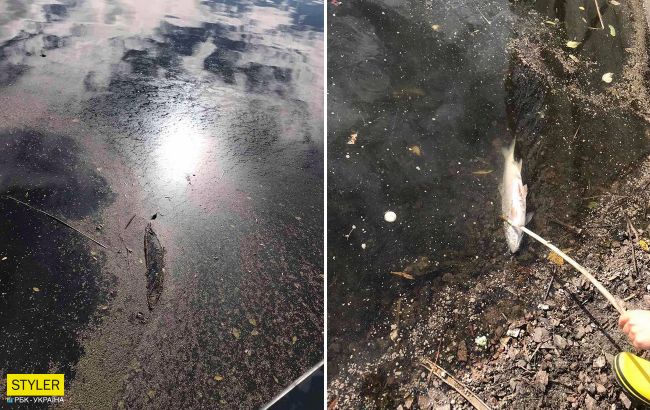 У Києві в озері зафіксували масову загибель риби: у воду могли злити отруйні речовини (фото)