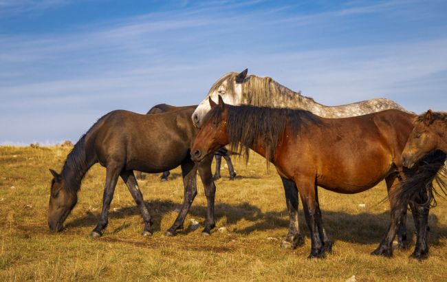 Вчені пояснили, чому насправді коні сплять стоячи: здогадаються одиниці