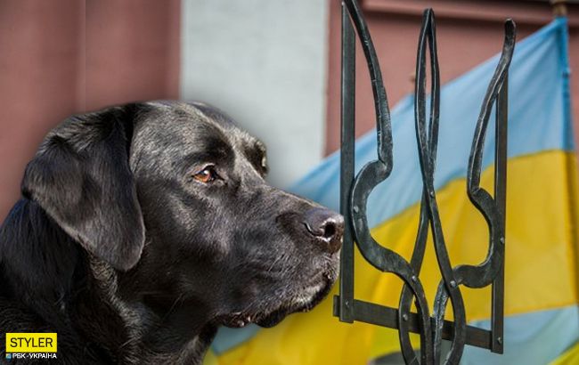 В Україні пес-патріот захопив мережу: відповідає на "Слава Україні"