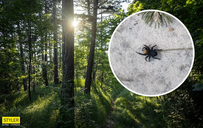 Під Дніпром жителів почали тероризувати отруйні павуки: стрибають прямо на людей