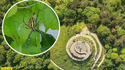 Во Львове обнаружили опасного паука: как он выглядит