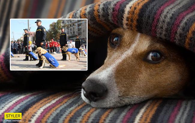 Видео дня: ГСЧС показала, как поблагодарила собак-спасателей