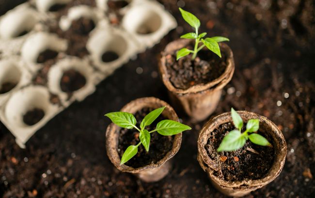 Что можно посеять на балконе в марте, чтобы получить урожай через три недели