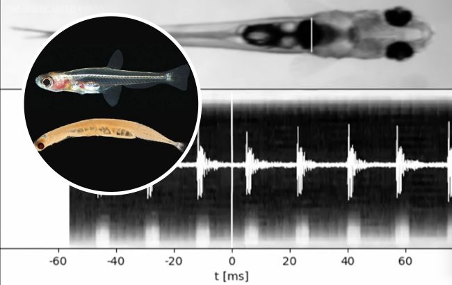 Найменша у світі рибка "кричить" гучніше, ніж перфоратор: про кого йдеться (відео)