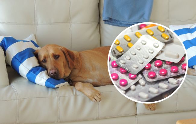 Ці популярні ліки заборонено давати домашнім тваринам: спричиняють опіки та сліпоту