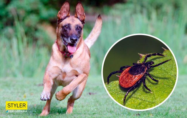Експерт розповіла, як ефективно захистити домашнього улюбленця від кліщів