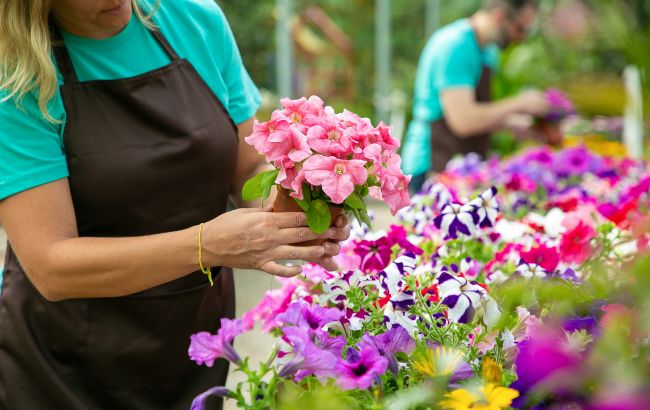 Ця помилка приводить до того, що петунія припиняє цвісти