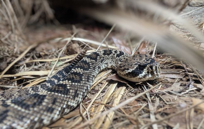 Два укуси змії за добу. Жителів Львівської області закликали бути обережними на природі