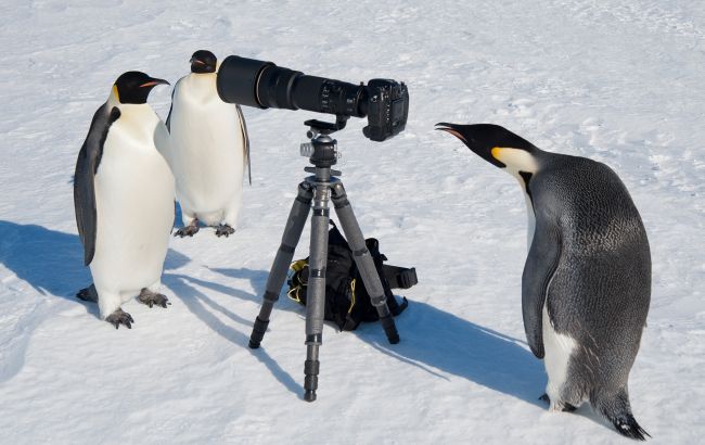 Императорские пингвины оказались на грани исчезновения: что случилось и как этому помешать