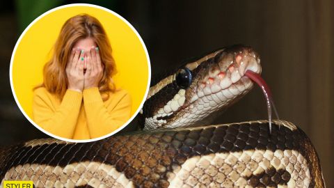 В Полтаве в квартире на 8 этаже женщина нашла удава: видео неожиданности