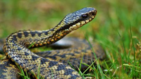 Під Львовом молодого чоловіка атакувала змія: рептилії стають агресивними