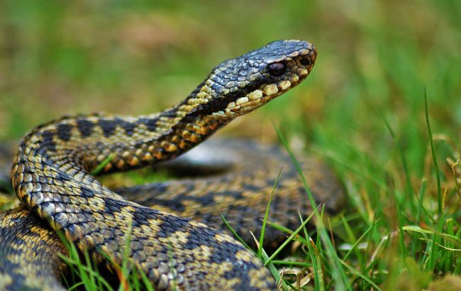 В Днепре возле дома словили огромную змею: она жутко напугала людей (фото)