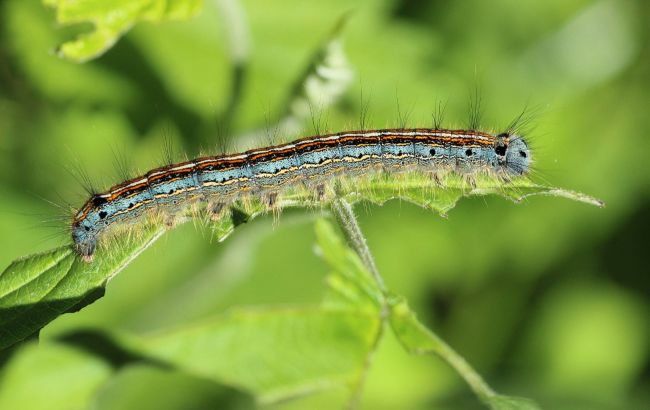 Під Херсоном гусениці знищили тисячі дерев: підбираються до багатоповерхівок