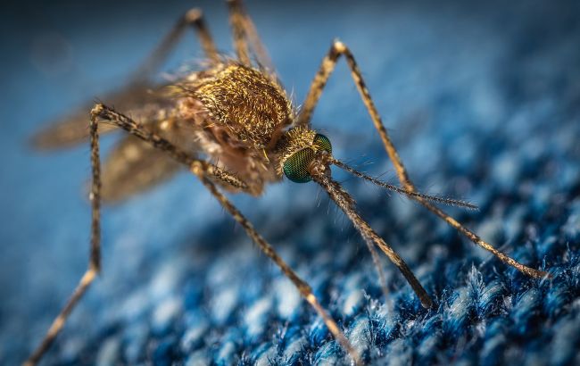 У Бердянську туристи зняли полчища комарів: рояться біля людей (відео)