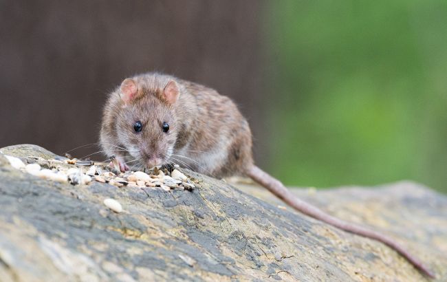 Как избавиться от крыс на огороде: проверенные годами способы