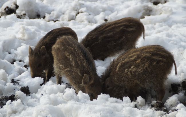 У лісі на Волині народилися дикі кабанчики. Дивіться на відео забави малюків