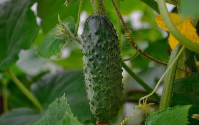 Тільки досвідчені городники знають, навіщо поливати огірки молоком