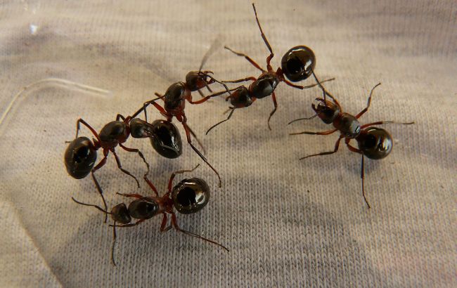 Как избавиться от муравьев в доме и на огороде: простые и действенные способы