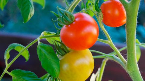 Какие растения нельзя сажать рядом с помидорами: потеряете урожай