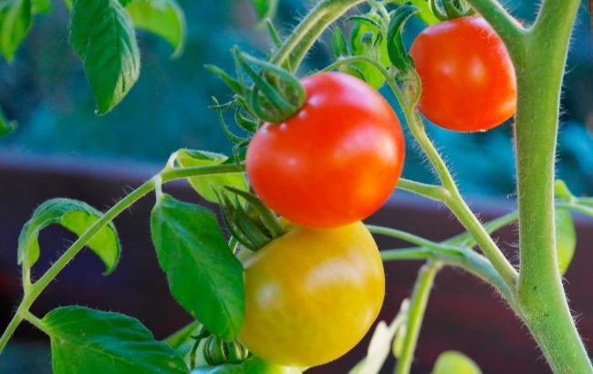 Які рослини не можна садити поруч з помідорами: втратите урожай