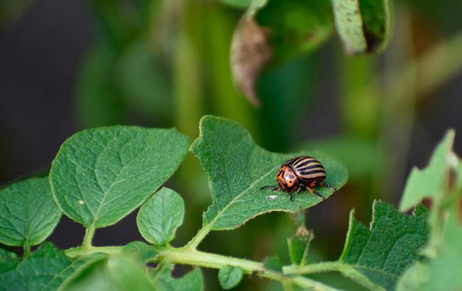 Як позбутися від попелиці і колорадського жука на городі: забудете про них на весь сезон