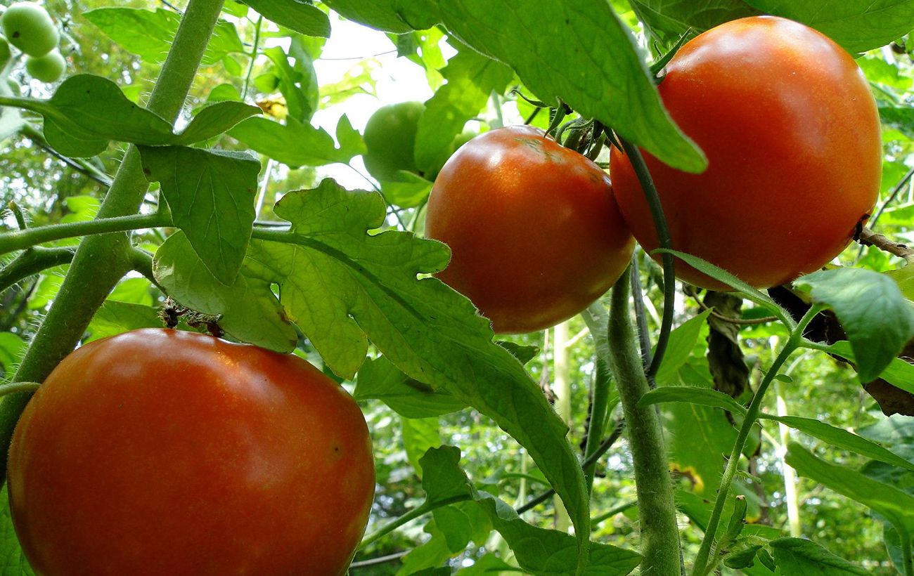 Чи можна виростити помідори з пасинків?