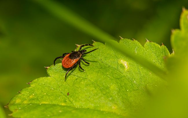 Кліщі швидко покинуть ваш город, якщо ви посадите ці рослини