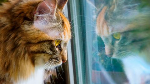 На зйомках фільму в Києві спалахнув скандал через пошук кота-дублера з притулку для стрибка з 2 поверху