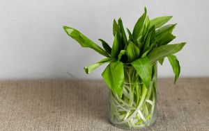 Черемша творить "диво": лікар пояснила, чому її варто їсти зараз усім