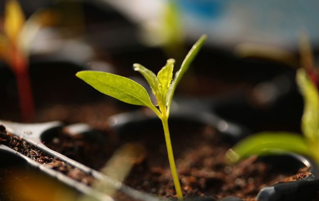 Як із підручних засобів зробити контейнери для розсади: 5 швидких способів