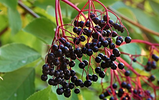 "Аптечка Бога". Названы самые полезные плоды, избавляющие от 99 недугов