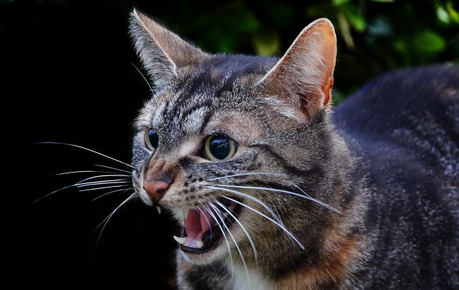 Осторожность или агрессия? Вот почему кот может вас укусить, когда вы его гладите