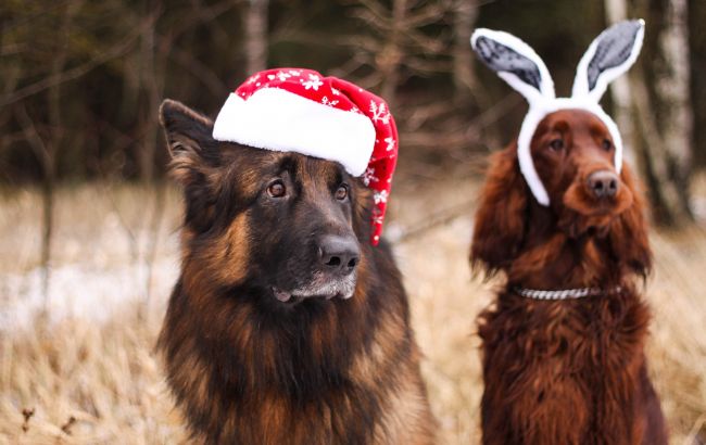 Как спасти животное от последствий фейерверков: советы от ветеринаров