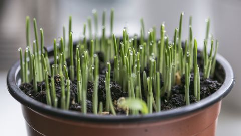 Як правильно проростити зерна для їжі: вирощуємо свій город на підвіконні