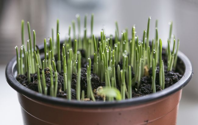 Як правильно проростити зерна для їжі: вирощуємо свій город на підвіконні