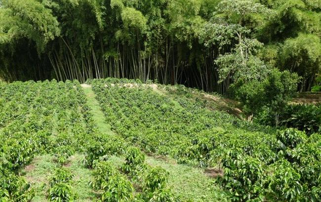 Влада Колумбії об'єдналася з повстанцями для боротьби з виробництвом кокаїну