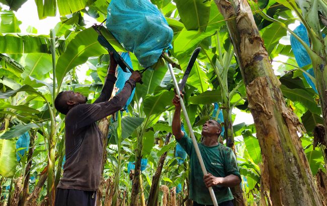 Удар по плантациям: как человечество "уничтожает" самый популярный фрукт на планете