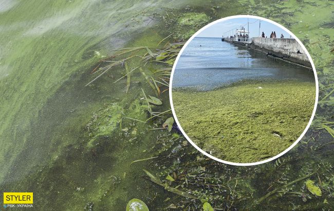 Просто болото і ніхто не купається: в Одесі туристи показали відео з пляжу
