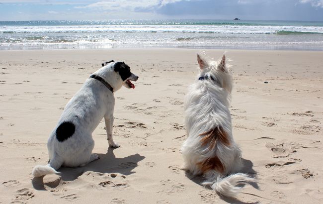 З собакою на пляж: які заборони та правила безпеки мають знати власники тварин