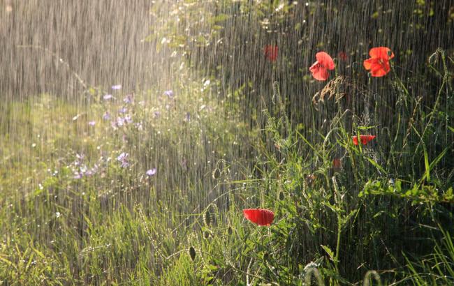 Погода на сьогодні: в Україні місцями дощі з грозами, температура до +31