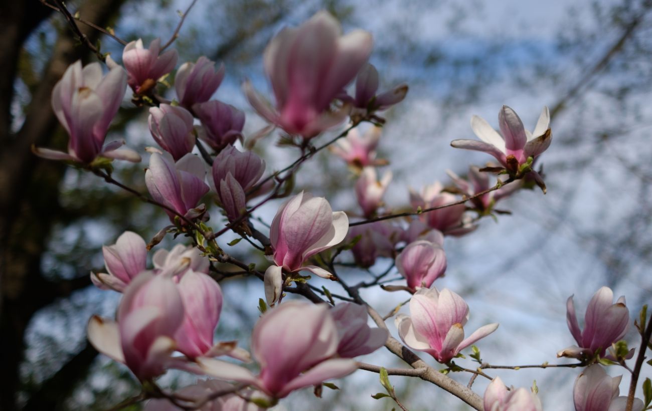 У Києві розквітли перші сакури і магнолії: де зробити яскраві фото