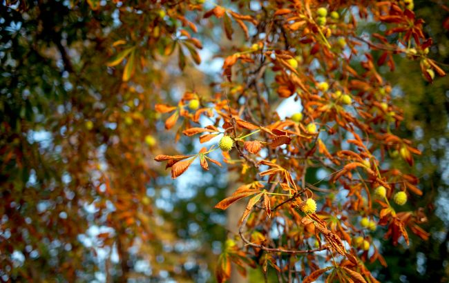 Синоптик предупредила о необычной температуре в Украине завтра и назвала причину