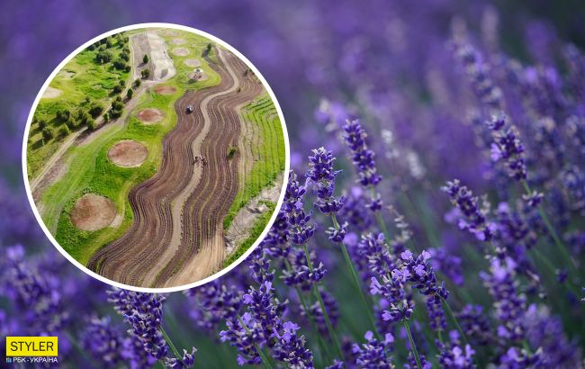 В Україні з'являться лавандові річки: усі подробиці