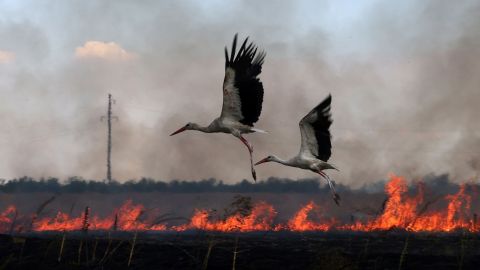 У ДСНС нагадали розміри штрафу за паління сухої трави